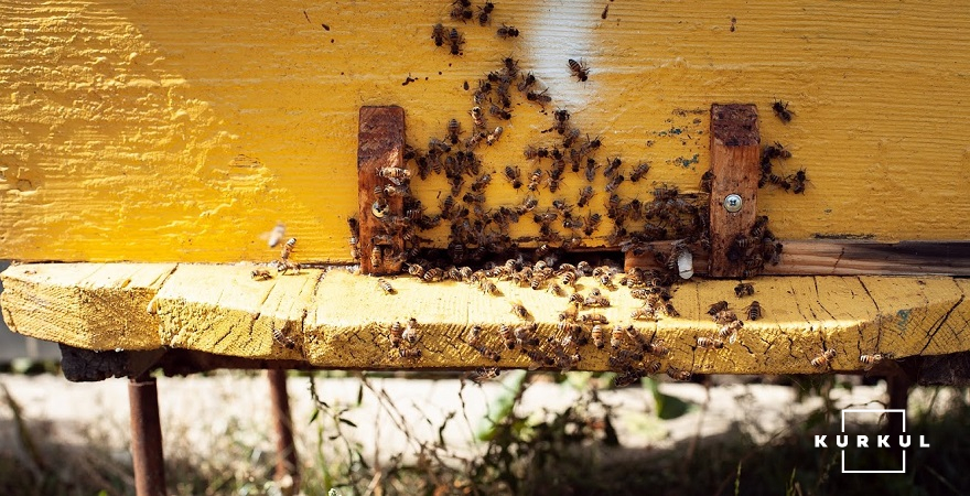 Питання збереження бджолосімей в Україні стоїть дуже гостро